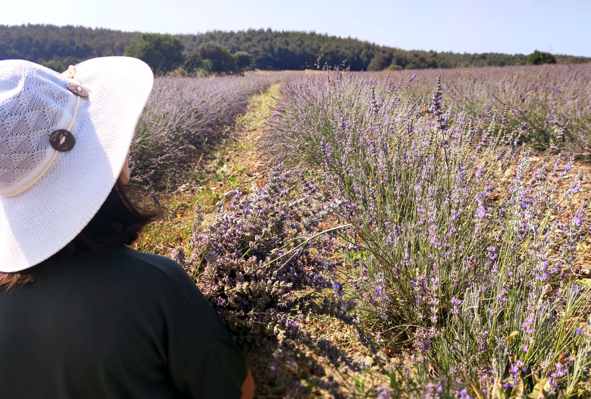 eceabat lavanta tarlası